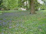 BlueBell Wood 